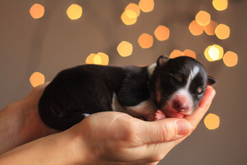 newborn border collie puppy held in hand sleeping indoors with blurry christmas lights in the background
