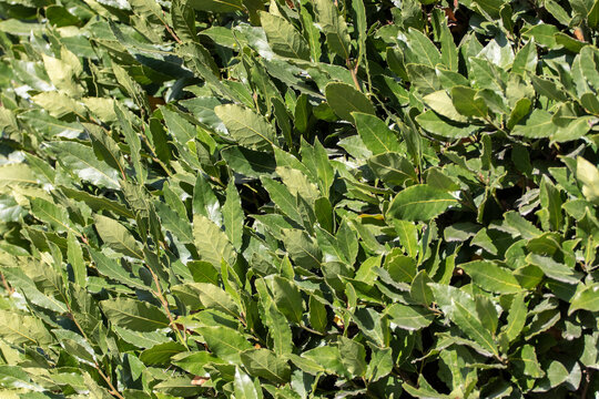 Fresh green bay leaves close-up.