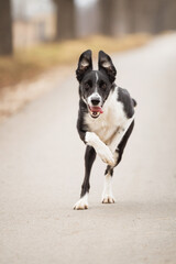border collie dog running towards the camera on a road