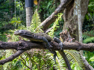 Iguane sur une branche, zoo de Singapour