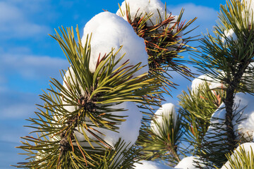 Snowy spruce branch close up. Background of blue sky