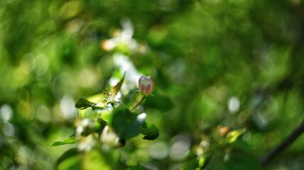 apple blossom bud on natural green background, beautiful soft blur