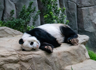 Naklejka na ściany i meble Panda géant du zoo de Singapour