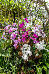 Jardin aux orchidées de Singapour