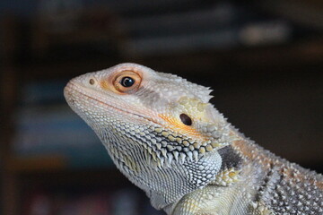 Bearded Dragon
