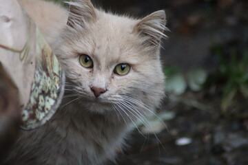 the cat is sitting in the garden