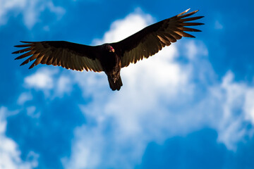 new world vulture