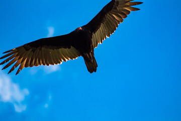 new world vulture