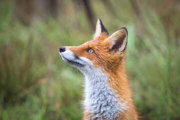 Beautiful young red Fox in the wild