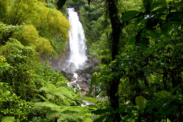Obraz premium waterfall in jungle