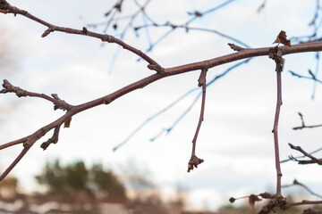 Close up of a tree branch without leaves. Outdoor winter, blurred background