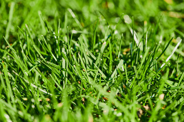 cut out of a green meadow as background image