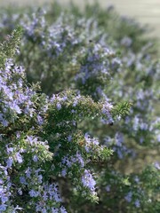 Blooming rosemary Corsica France 