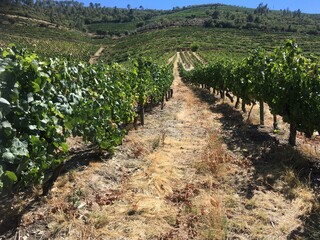 Fototapeta na wymiar Douro Valley vineyards river and mountain
