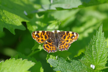 ein orangefarbener schmetterling sitzt auf grünen blättern