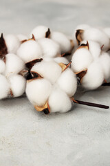 Flat lay composition with cotton branch on gray concret background. Delicate white cotton flowers.