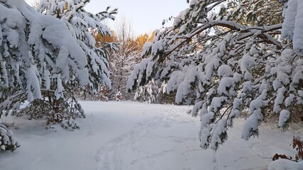 snow covered trees