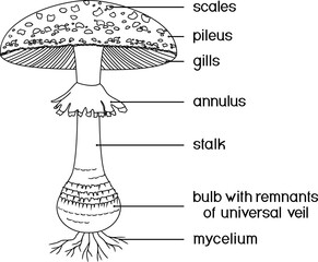 Coloring page with structure of fruiting body of fly agaric (Amanita muscaria) mushroom isolated on white background