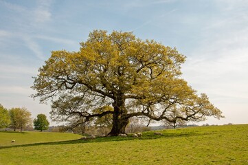 Obraz premium Oak tree in the autumn