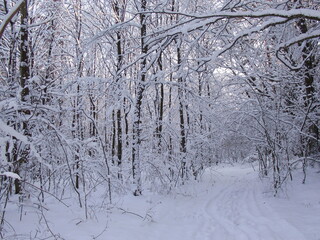 snow covered trees