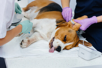 A large dog is being prepared for surgery at a veterinary clinic. Anesthesia for the dog