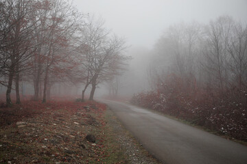 Landscape with beautiful fog in forest on hill or Trail through a mysterious winter forest with autumn leaves on the ground. Road through a winter forest. Magical atmosphere. Azerbaijan nature