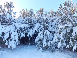 snow covered trees