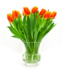 Rote Tulpen auf weissem hintergrund