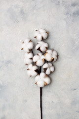 Flat lay composition with cotton branch on gray concret background. Delicate white cotton flowers. Copy space
