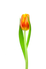 Rote Tulpen auf weissem hintergrund