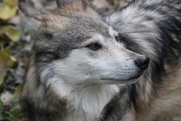 Fototapeta premium Mexican Grey Wolf Closeup of Face