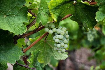fresh green grapevine hanging with leafs, symbol for vinery, vine drinking and gourmet food
