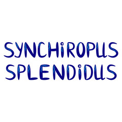 Mandarin fish beautiful character among seashells, seaweed, starfish, Scandinavian style, hand drawn