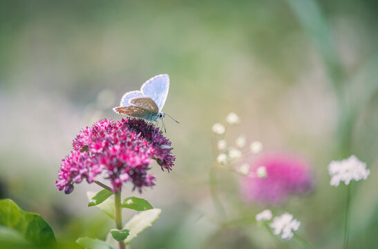 Butterfly on orpine flower (hylotelephium telephium)