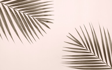 Fototapeta premium Palm tree leaf on colorful background.