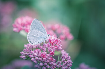 Butterfly on orpine flower (hylotelephium telephium)
