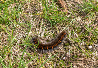 The caterpillar in green grass