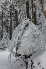 Petit sapin enseveli par la neige