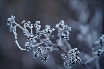 冬の早朝の凍りついた植物