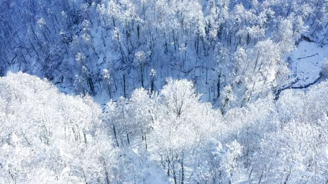 Drone flies over trees with snow  in the forest in winter