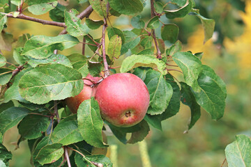 apple harvest in the garden	