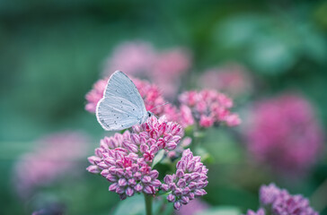 Butterfly on orpine flower (hylotelephium telephium)