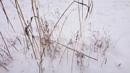 Dry grass sticking out from under the snow. The field in winter. Snowy surface with grass