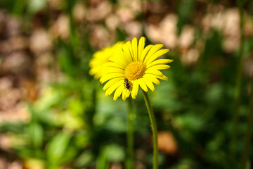 yellow dandelion flower