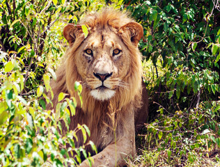 Lions in Africa