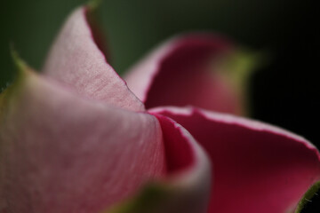 Closeup macro shot of a flower beginning to bloom