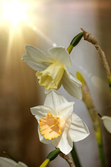 Closeup of a daffodil flower. Romantic spring flower at sunny spring day.