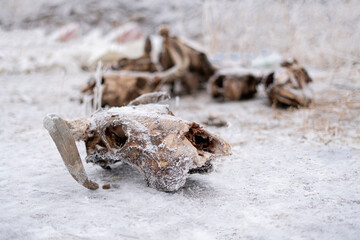 skull and bones of the dead cow and bull animal, abstract scary fear and horror concept, winter season
