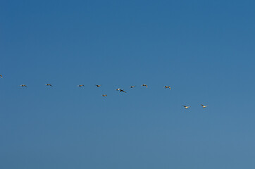 A flock of swans in the morning blue sky.