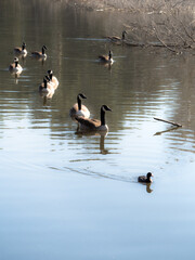 Geese following the leader.